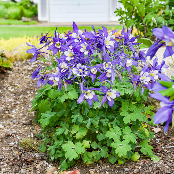 Purple Aquilegia Flower seeds for Planting - Drought Tolerant, Heirloom & GMO Free Seeds for Home Garden