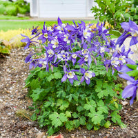 Purple Aquilegia Flower seeds for Planting - Drought Tolerant, Heirloom & GMO Free Seeds for Home Garden
