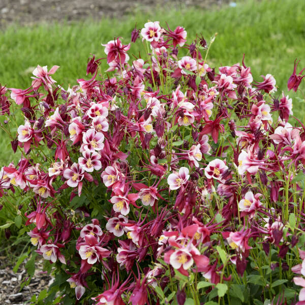 Aquilegia seeds for borders and colorful beds
