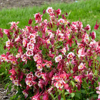 Aquilegia seeds for borders and colorful beds
