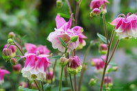 Pink Petticoat Flower seeds for Planting - Vibrant Colors, Heirloom & GMO Free Seeds for Home Garden