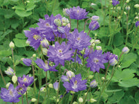 Dark Violet Aquilegia Flower Seeds for Planting Colorful Display Heirloom & GMO Free Seeds for Home Garden
 
 Sale