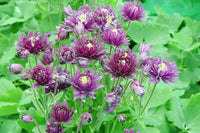 Dark Violet Aquilegia Flower Seeds for Planting Colorful Display Heirloom & GMO Free Seeds for Home Garden
 
 Sale