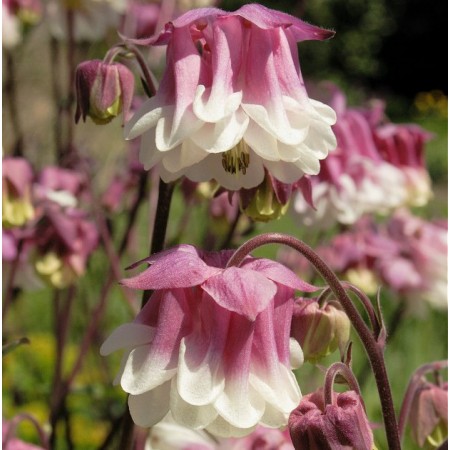 Pink Petticoat Flower seeds for Planting - Vibrant Colors, Heirloom & GMO Free Seeds for Home Garden
