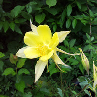 Akelei Yellow Flower Seeds for Planting , Premium Quality Seeds