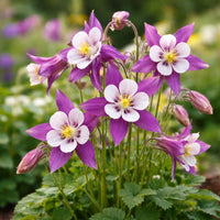 Aquilegia Flower seeds for Planting Drought Tolerant Heirloom & GMO Free Seeds for Home Garden