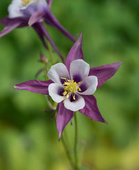 Purple Aquilegia Flower seeds for Planting - Easy to Grow, Heirloom & GMO Free Seeds for Home Garden