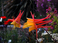 Tequila Sunrise Columbine Aquilegia spp Flower Seeds for Planting in Garden
