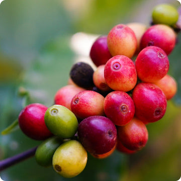 Arabica coffee tree seeds Coffea arabica tropical indoor coffee plant