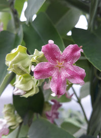 Araujia Flower seeds for Planting Perfect for Borders Heirloom & GMO Free Seeds for Home Garden