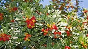 Arbutus Seeds for Planting, Easy Guide for Growing Beautiful Trees with Edible Berries