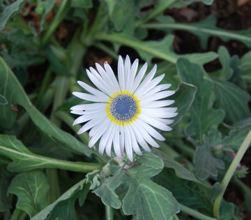 White Arctotis Grandis Seeds for Planting | Stunning Flower Seeds for Your Garden