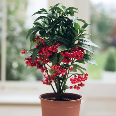 100 Pcs