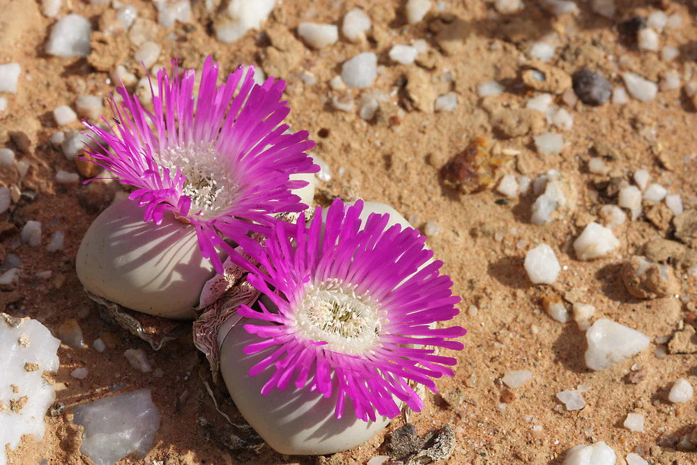 Argyroderma Flower seeds for Planting Hardy Variety Heirloom & GMO Free Seeds for Home Garden