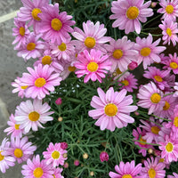 Argyranthemum Flower Seeds: Essential Planting Guide