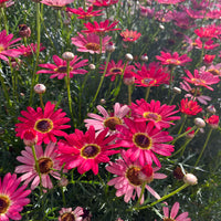Mixed Argyranthemum Flower seeds for Planting - Cut Flower Favorite, Heirloom & GMO Free Seeds for Home Garden