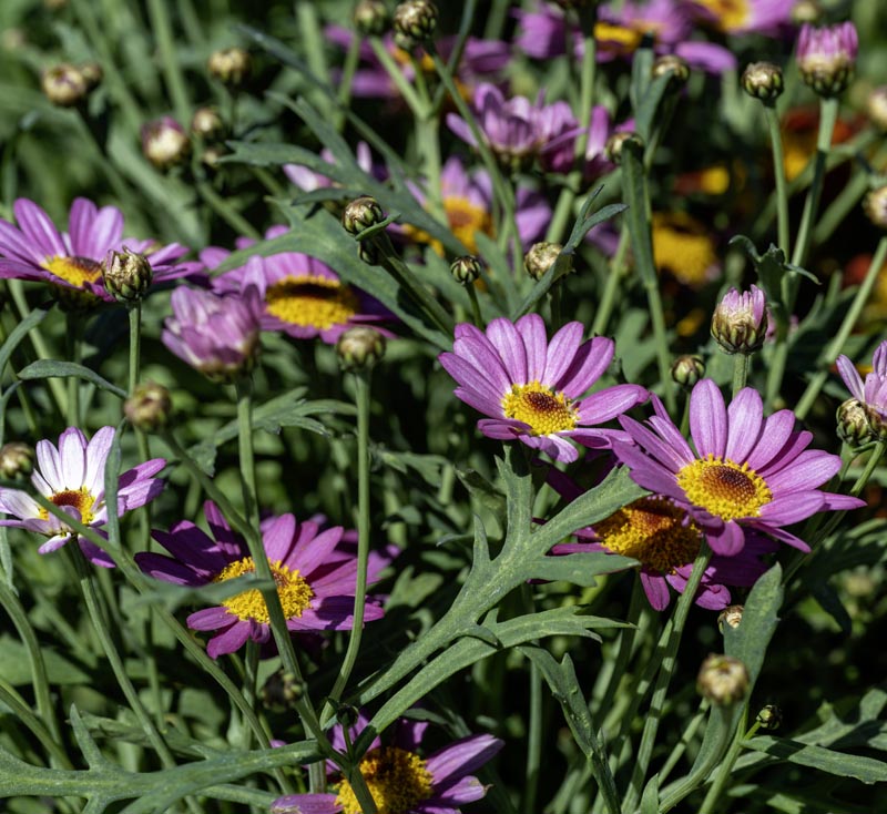 Argyranthemum Flower Seeds: Essential Planting Guide