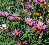 Argyranthemum Flower Seeds: Essential Planting Guide