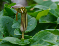 Arisarum Vulgare Seeds for Planting