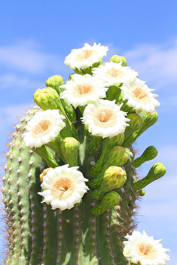 Arizona Desert Beauty Garden Landscape