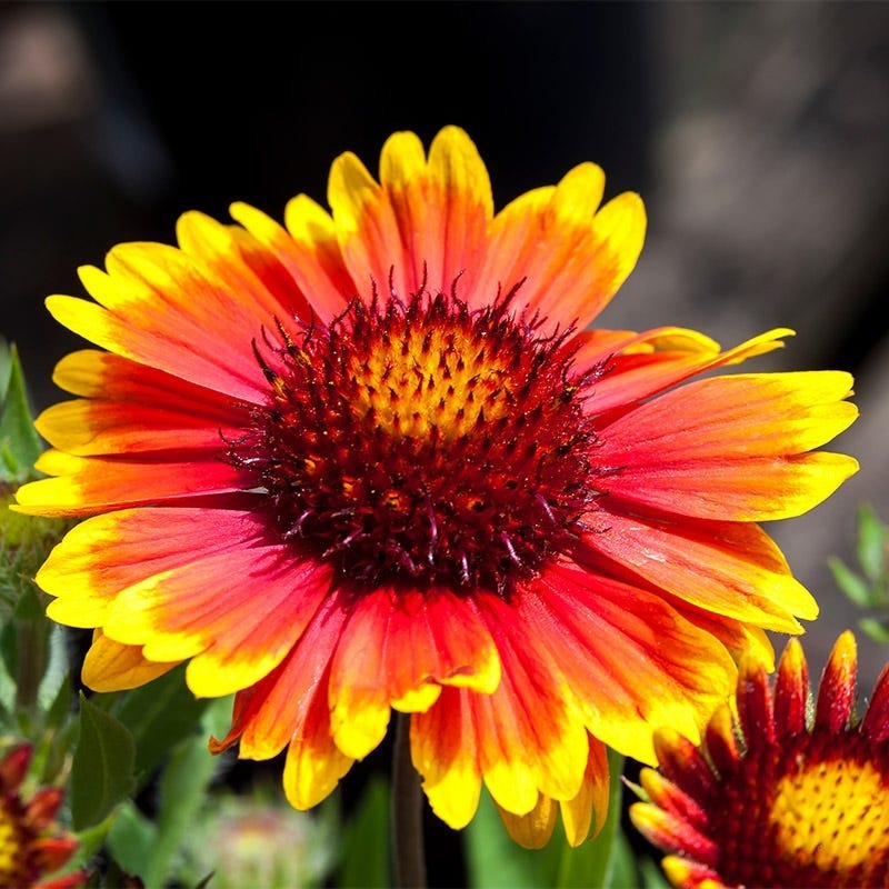 Arizona Flower seeds for Planting - Seasonal Bloomer, Heirloom & GMO Free Seeds for Home Garden