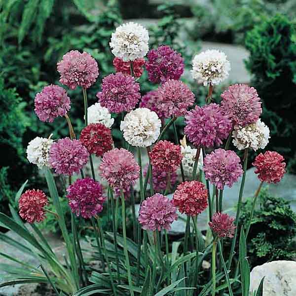 Mixed Joystick Flower seeds for Planting - Low Maintenance, Heirloom & GMO Free Seeds for Home Garden