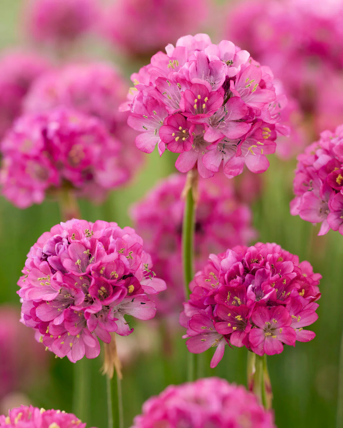 Maritima Flower seeds for Planting Bright Blooms Heirloom & GMO Free Seeds for Home Garden