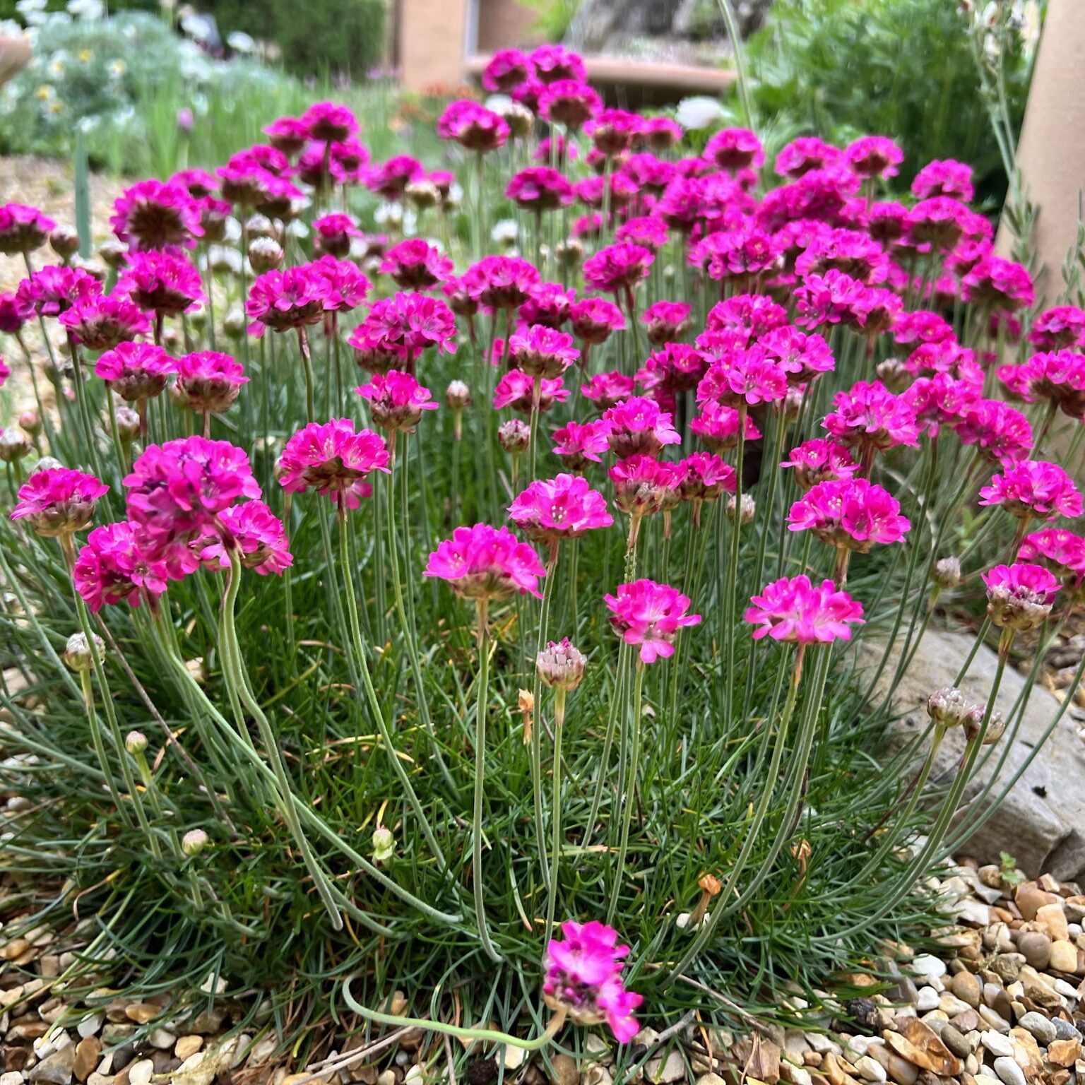 Armeria Flower seeds for Planting - Cottage Garden Essential, Heirloom & GMO Free Seeds for Home Garden
