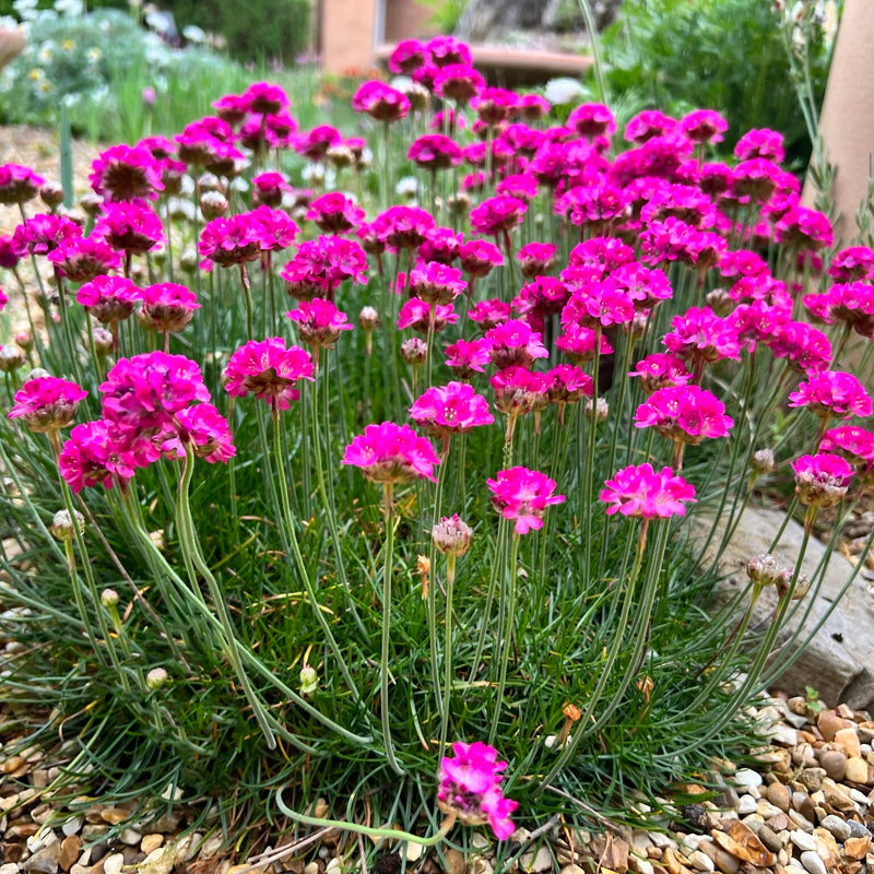 Armeria Flower seeds for Planting - Cottage Garden Essential, Heirloom & GMO Free Seeds for Home Garden