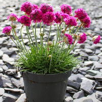 Pink Splendens Sea Flower seeds for Planting - Fragrant Blossoms, Heirloom & GMO Free Seeds for Home Garden