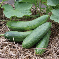 Healthy Army Green Cucumber plants growing in full sun