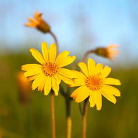 Arnica Montana Flower seeds for Planting - Wildflower Mix, Heirloom & GMO Free Seeds for Home Garden