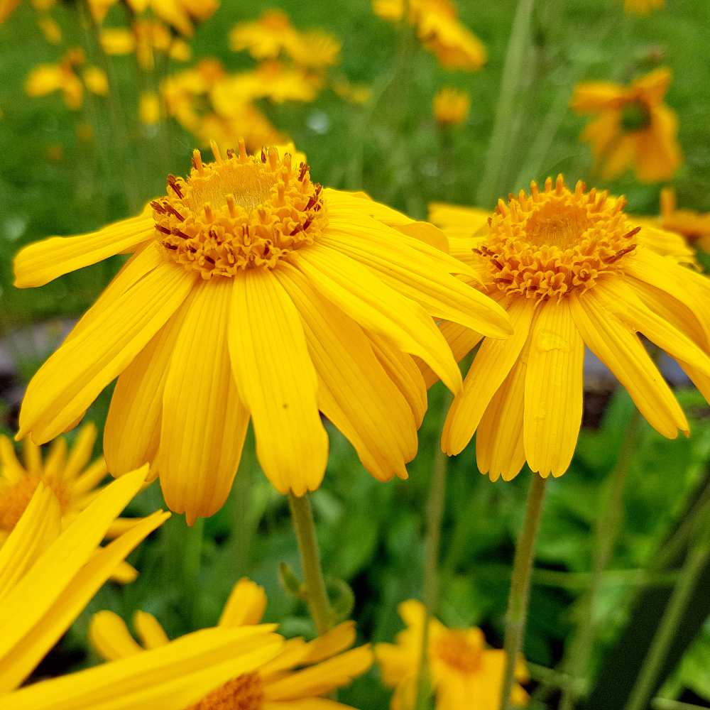Arnica Flower Seeds for Planting