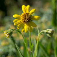 Yellow Meadow Arnica Flower seeds for Planting - Drought Tolerant, Heirloom & GMO Free Seeds for Home Garden