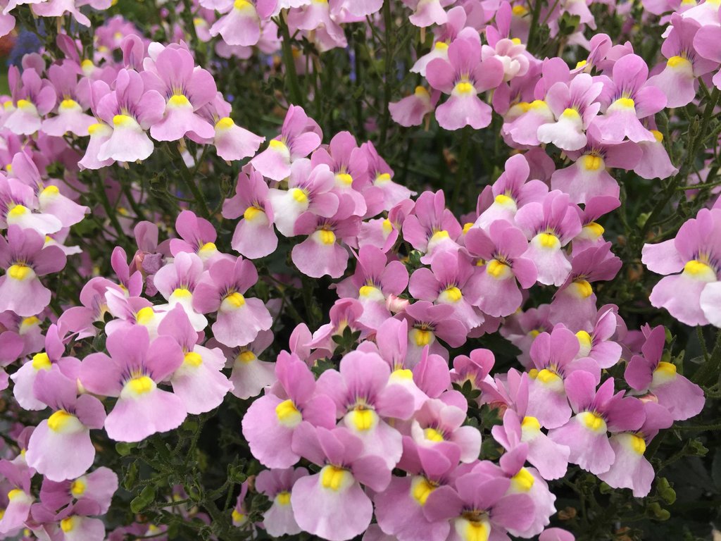 Nemesia Flower seeds for Planting - Fragrant Blossoms, Heirloom & GMO Free Seeds for Home Garden