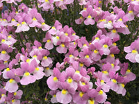 Nemesia Flower seeds for Planting - Fragrant Blossoms, Heirloom & GMO Free Seeds for Home Garden