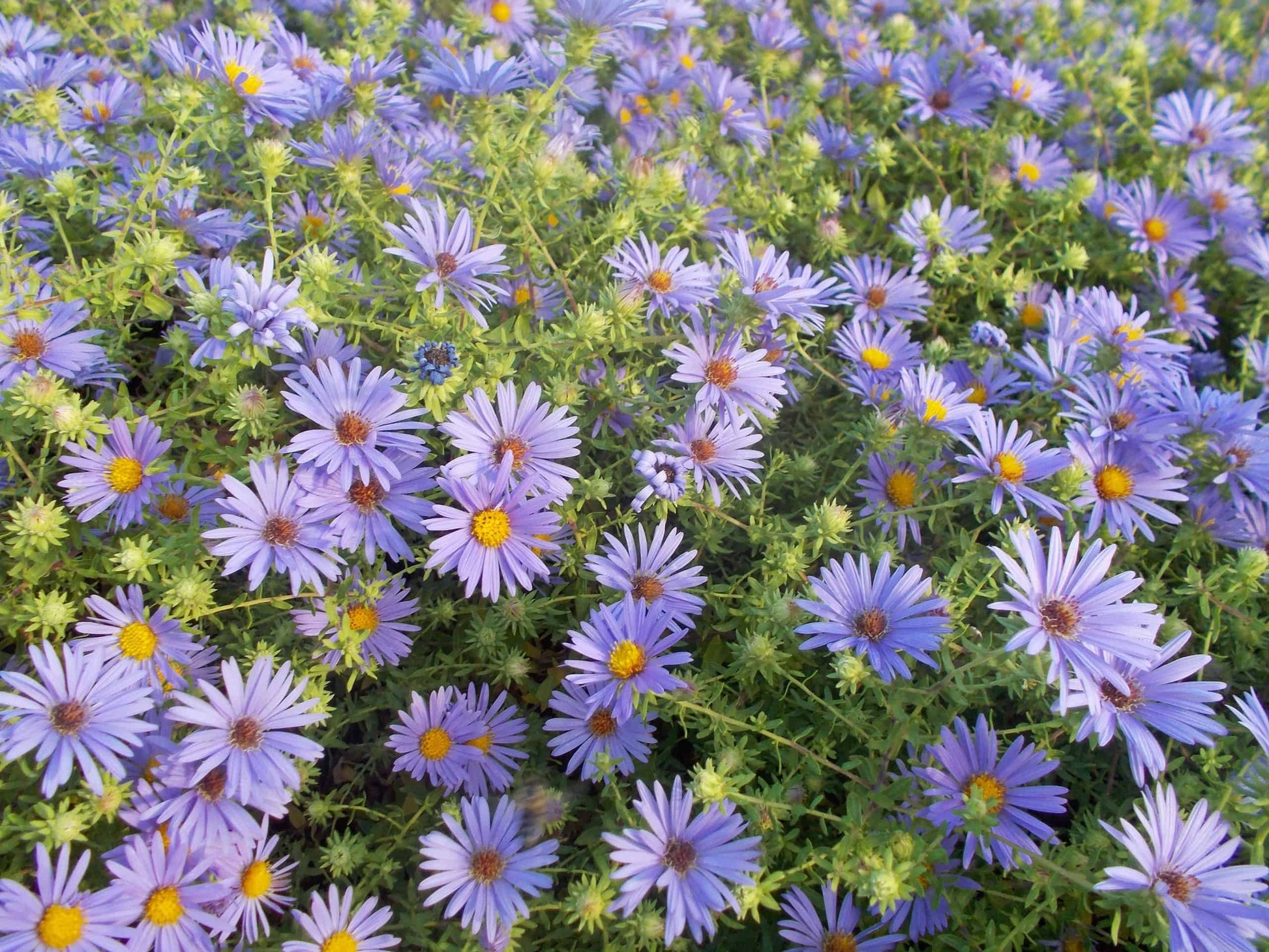 Aromatic Aster Flower seeds for Planting Colorful Display Heirloom & GMO Free Seeds for Home Garden