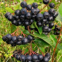 Aronia berry seeds growing into ornamental fruiting shrubs in garden