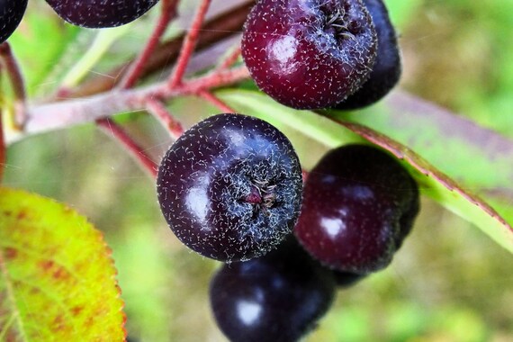 Aronia prunifolia seeds blooming white chokeberry flowers