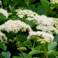 White Arrowwood Flower Seeds for Planting - Easy Growing Garden Seeds