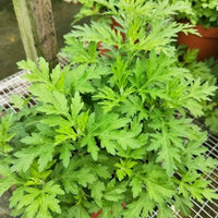 Artemisia princeps growing in full sun garden bed