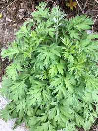 Wild Wormwood Artemisia vulgaris Growing in Full Sun