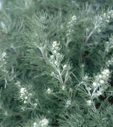 Artemisia Argyi Flower seeds for Planting - Cottage Garden Essential, Heirloom & GMO Free Seeds for Home Garden
