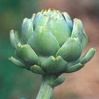 Glechoma Longituba High Yield Vegetable Seeds for Home Garden , Outdoor Kitchen Garden Seeds , Easy to Grow Vegetable Plants