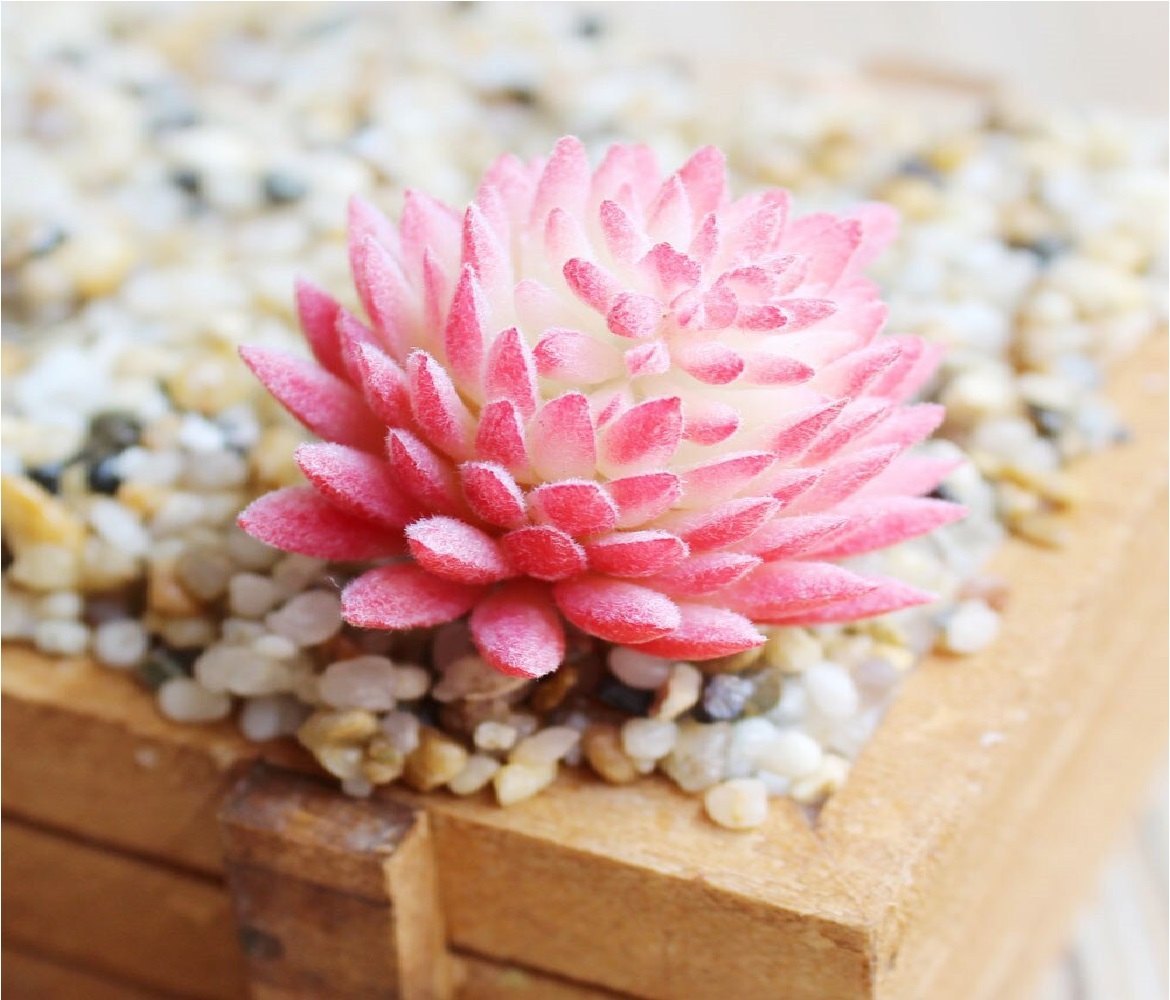 Succulents Bonsai Flower seeds for Planting Premium Quality Heirloom & GMO Free Seeds for Home Garden