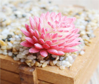 Succulents Bonsai Flower seeds for Planting Premium Quality Heirloom & GMO Free Seeds for Home Garden