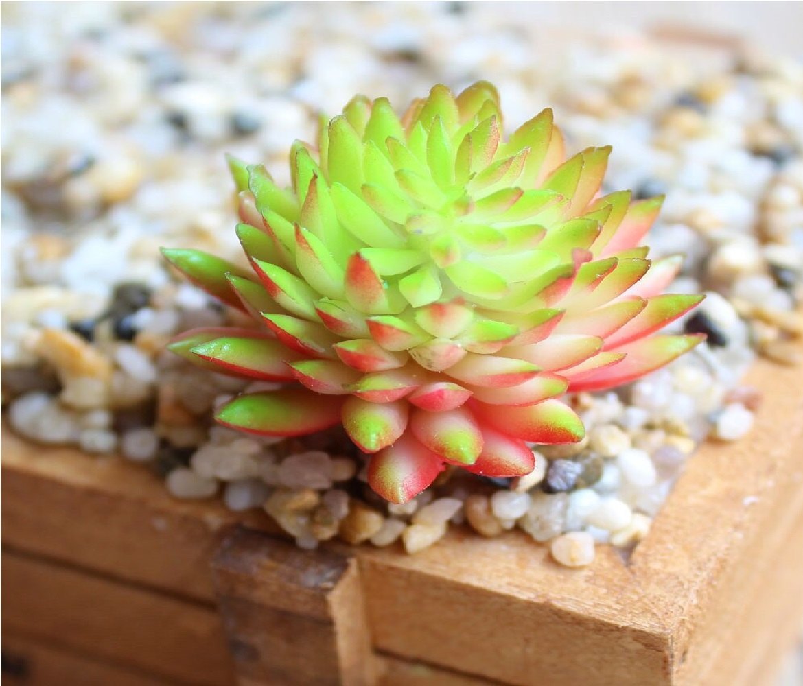 Succulents Bonsai Flower seeds for Planting Premium Quality Heirloom & GMO Free Seeds for Home Garden