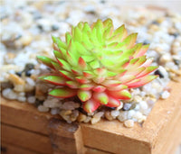 Succulents Bonsai Flower seeds for Planting Premium Quality Heirloom & GMO Free Seeds for Home Garden