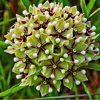Antelope Horns Milkweed growing in a sunny garden
