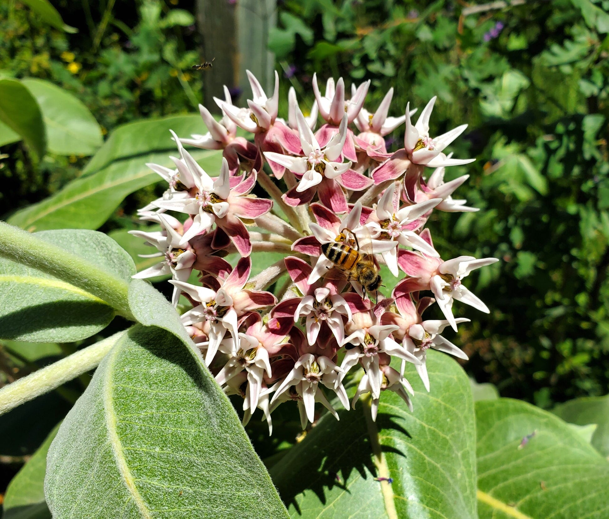 Asclepias Speciosa Flower seeds for Planting Perfect for Borders Heirloom & GMO Free Seeds for Home Garden